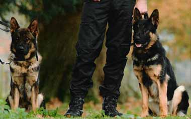 Working Police Dogs Morse and Lewis
